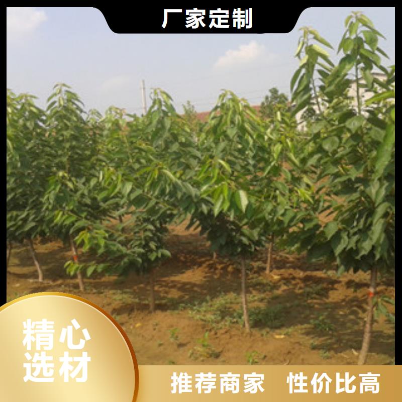 樱桃苗_兴海苗木种植合作社