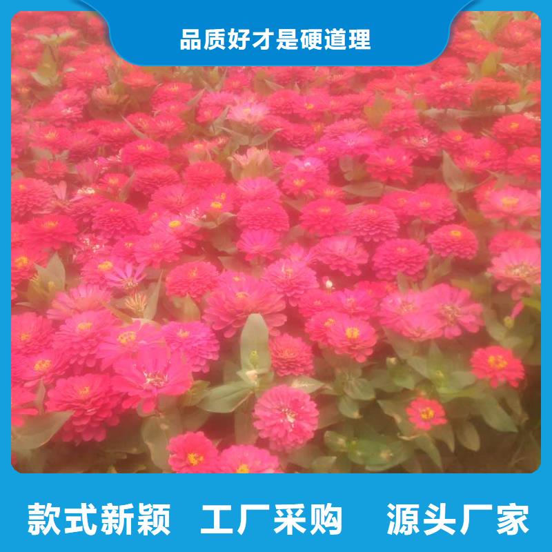 草花实体大厂