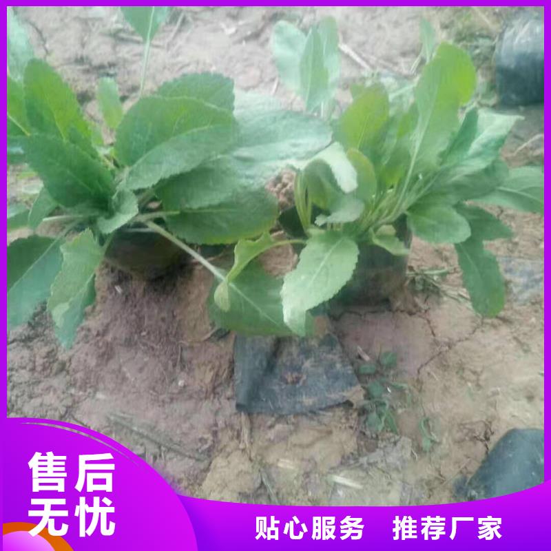 鼠尾草小苗