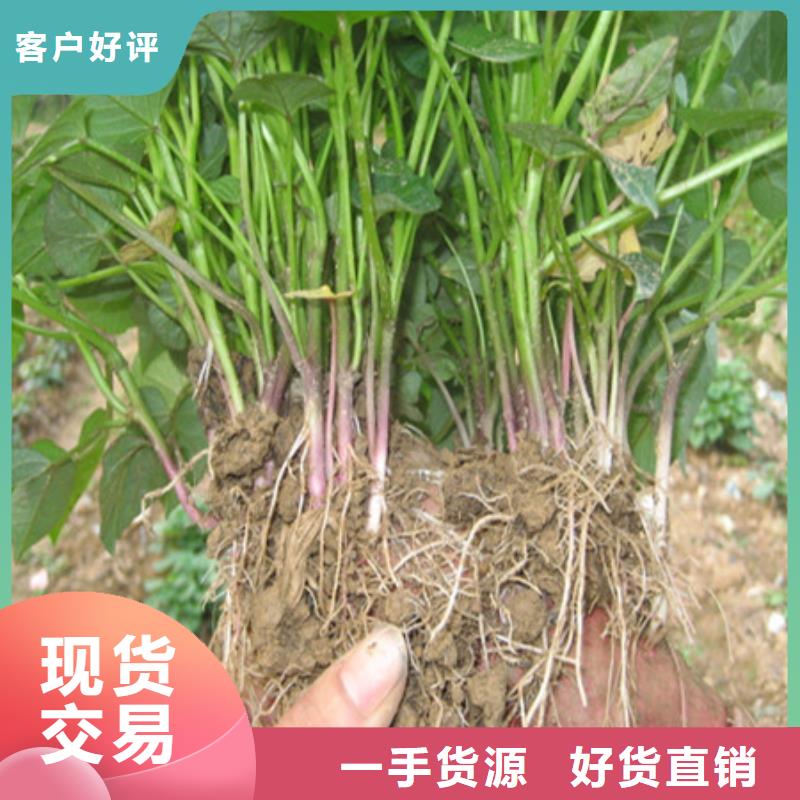 紫地瓜苗种植厂家