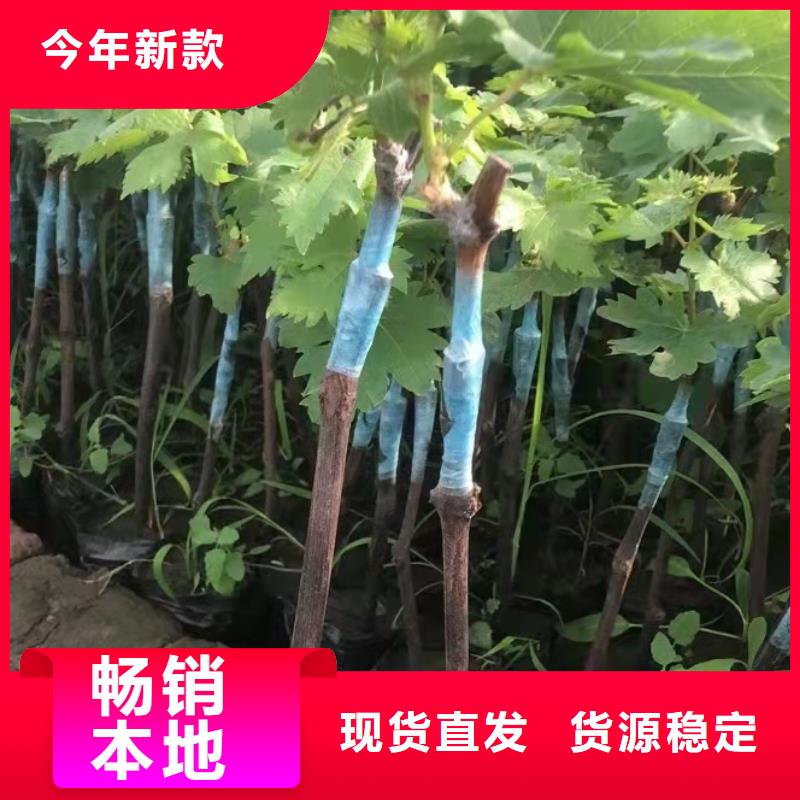 克伦生葡萄苗专业种植合作社